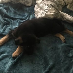 Meet your Posher, David